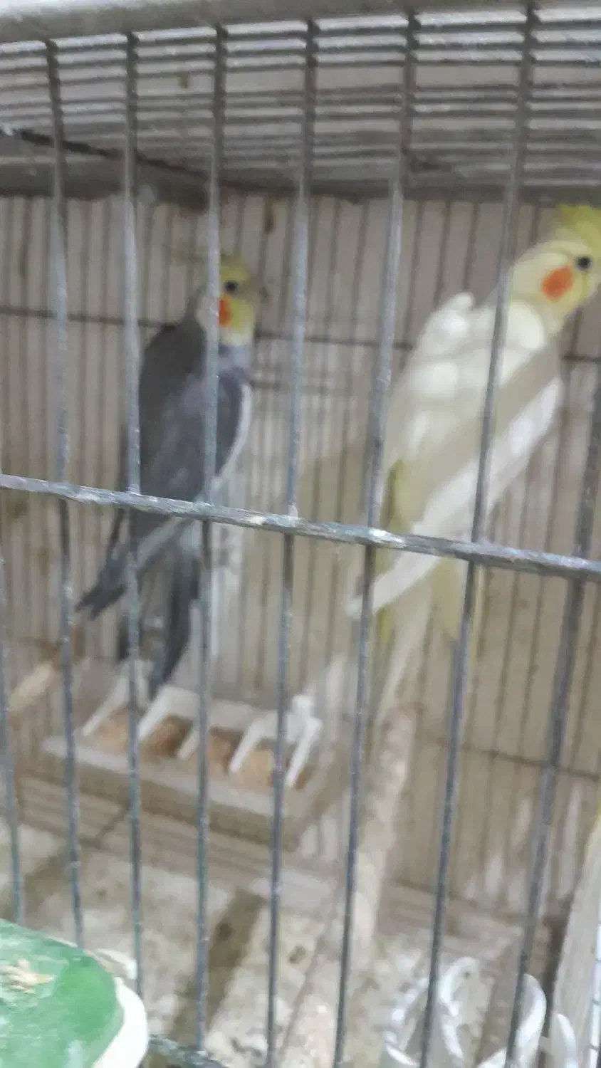 عروس هلندی|پرنده|نسیم‌شهر, |دیوار