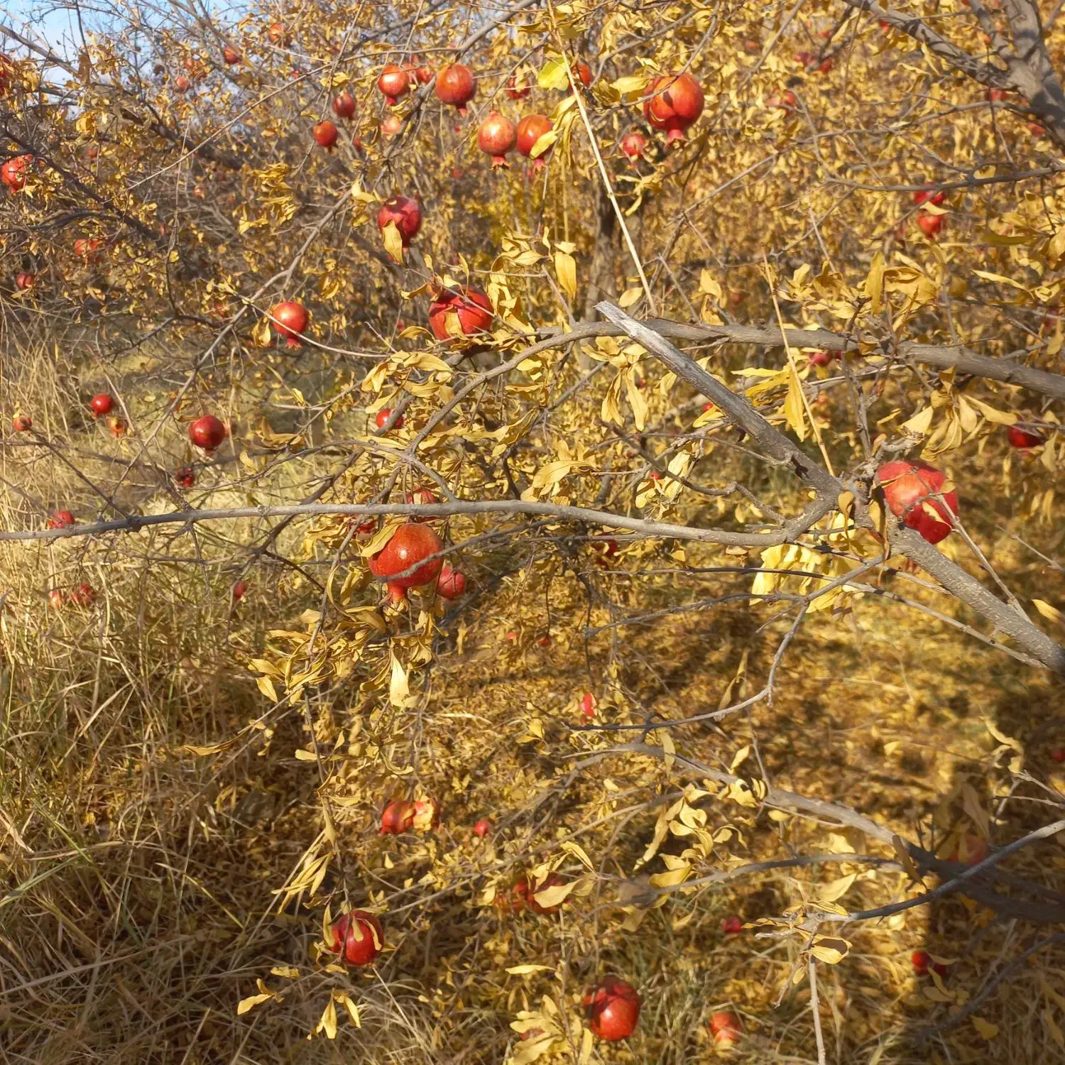 انار قرمز|خوردنی و آشامیدنی|چگنی, |دیوار