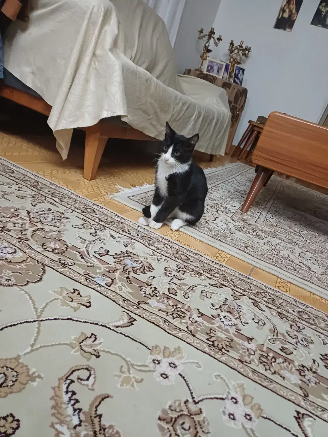 گربه نر تاکسیدو نو جوان واگذاری رایگان|گربه|رشت, باهنر|دیوار