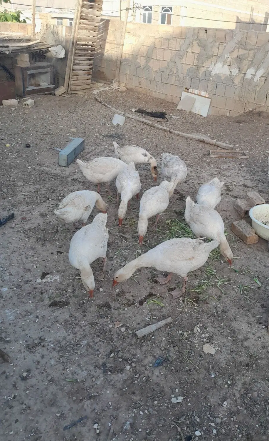 غاز|حیوانات مزرعه|مبارکه, |دیوار