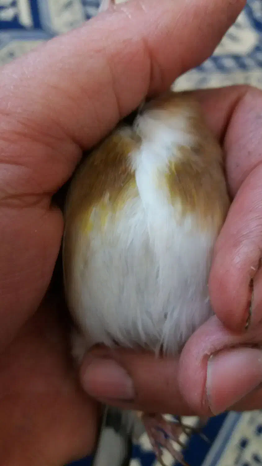 فروش یه عدد  سهره نر ودوعددماده|پرنده|ساوه, |دیوار