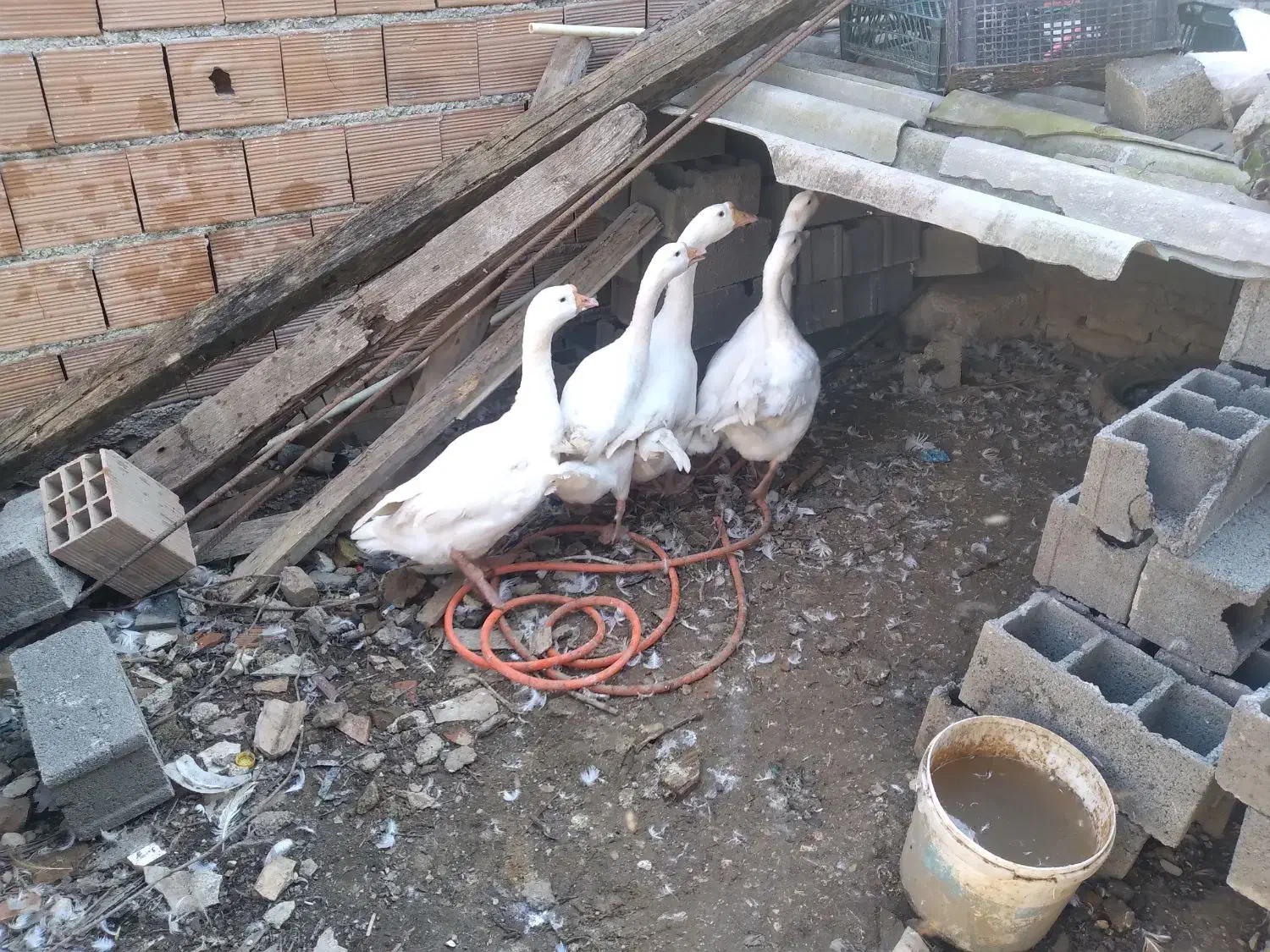 غوغاز دورگه|حیوانات مزرعه|نکا, |دیوار