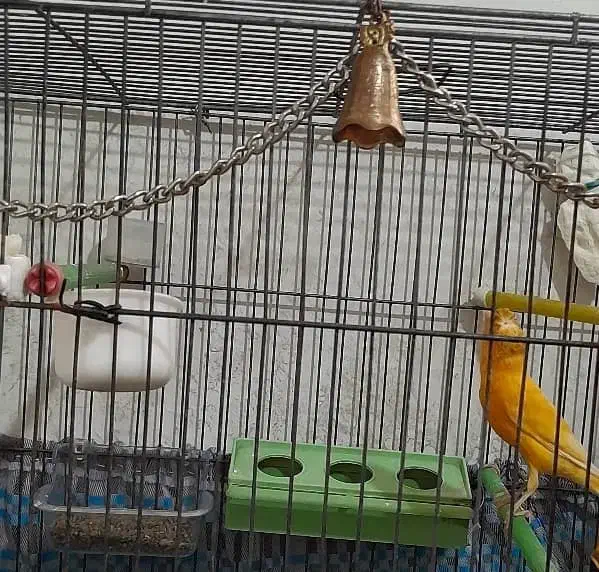 قناری پرتقالی کلکسیونی آنتیک قواره دار خوش رخ|پرنده|شهریار, شهریار|دیوار