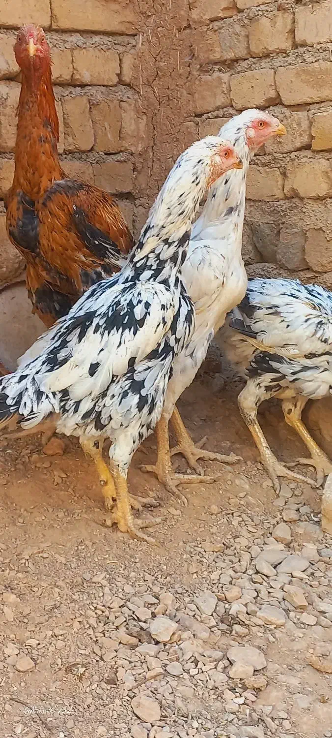 لاری|حیوانات مزرعه|نورآباد, |دیوار