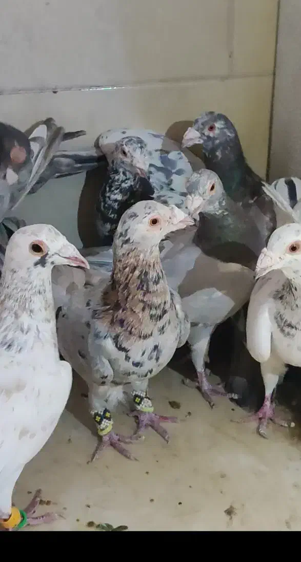 فروشی|پرنده|اقبالیه, |دیوار