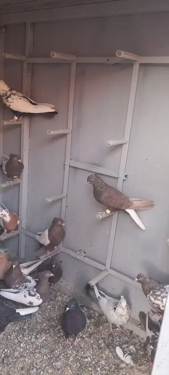 کبوتربهبهانی|پرنده|مرودشت, کوشک|دیوار