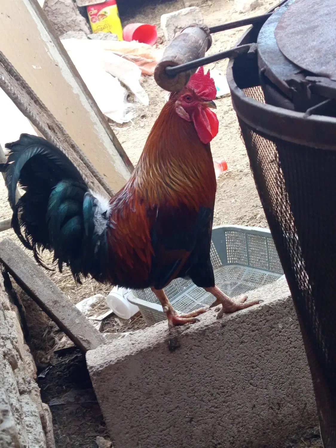 150000تومان|حیوانات مزرعه|سوسنگرد, |دیوار