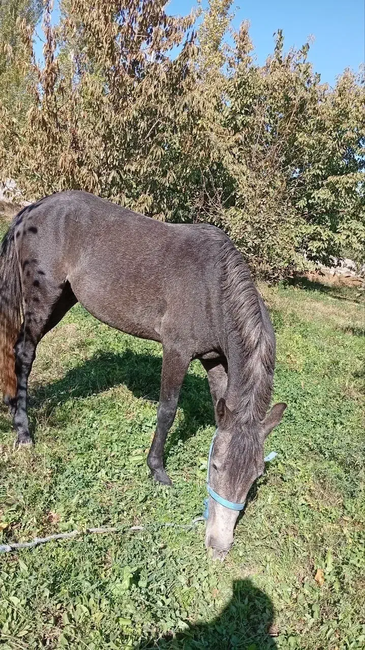 اسب ۳ساله نر|اسب و تجهیزات اسبسواری|خوی, |دیوار