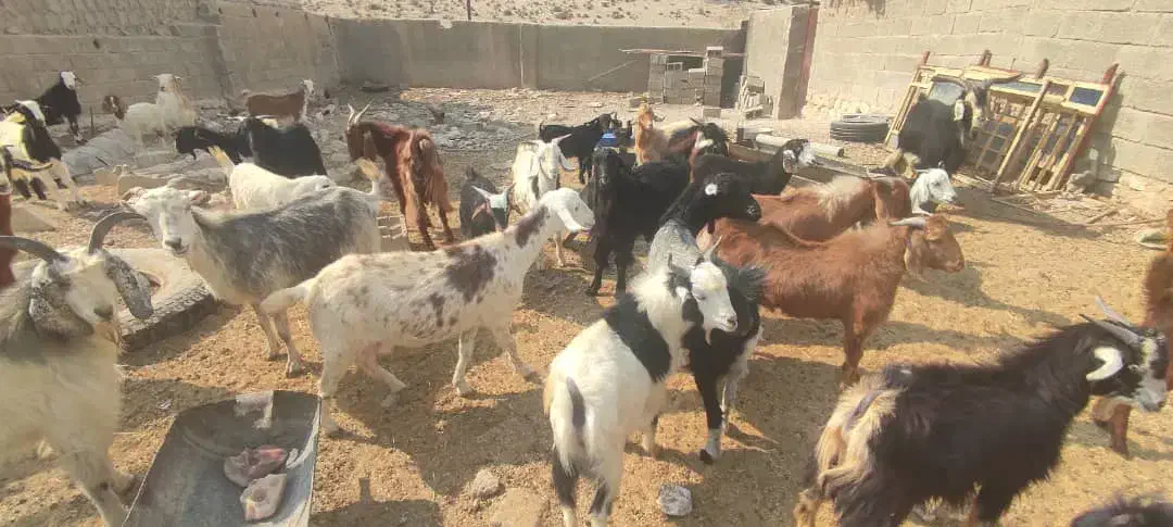 گوشت‌کهره‌موجوده|حیوانات مزرعه|جم, |دیوار