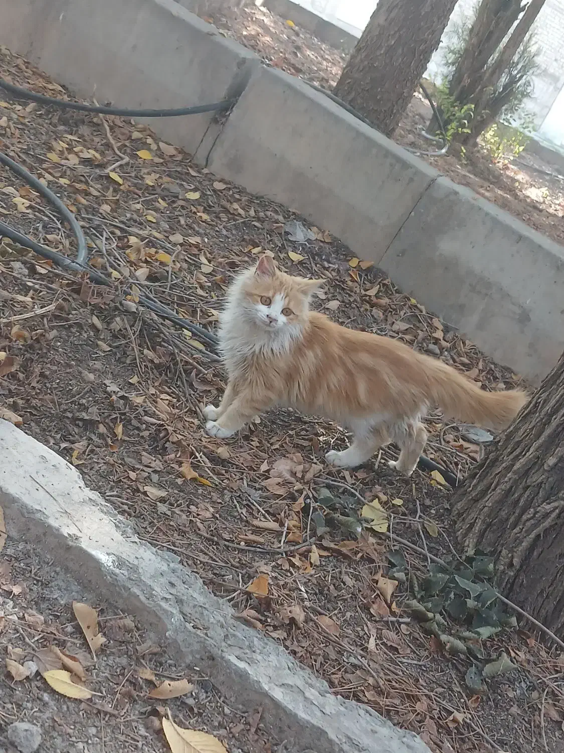 گربه خونگی خیلی خوشگل و ملوس|گربه|خوی, |دیوار