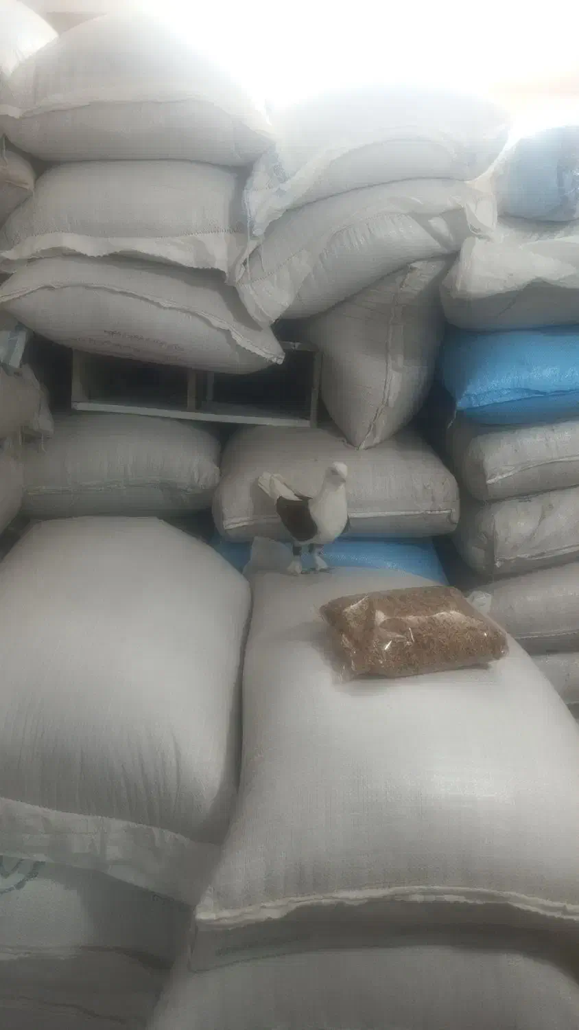 یک عدد کبوتر دوکت خوشگل|پرنده|جهرم, |دیوار