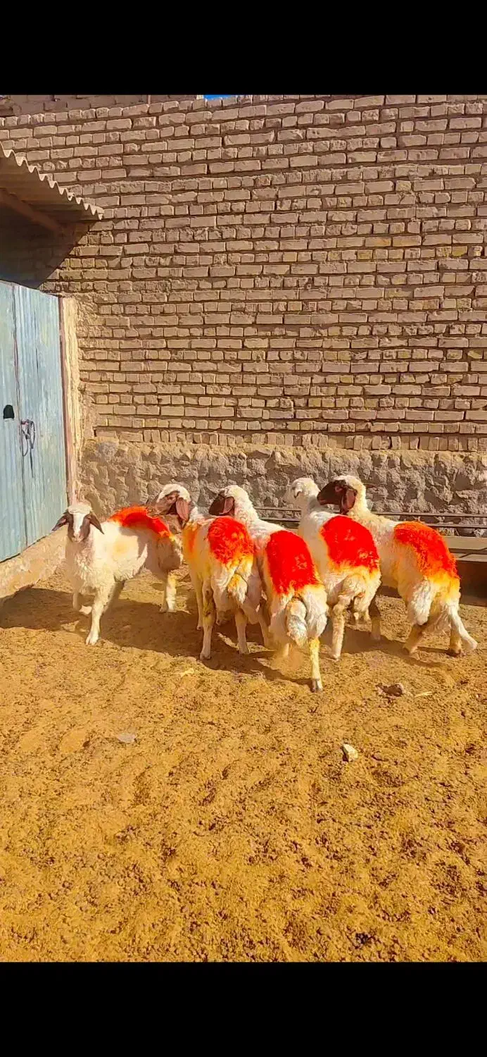 بره ماده سنجابی ابستن|حیوانات مزرعه|ششطراز, |دیوار