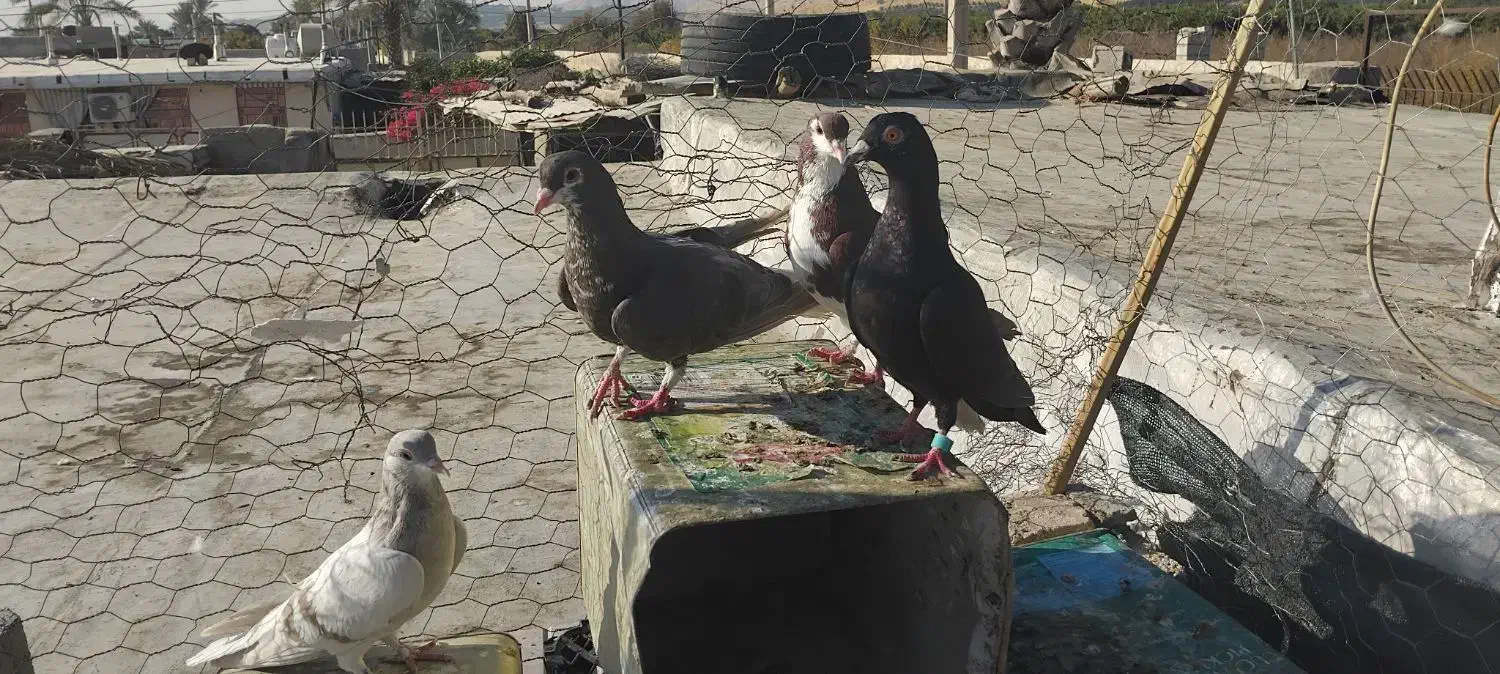 پلاکی|پرنده|کازرون, |دیوار