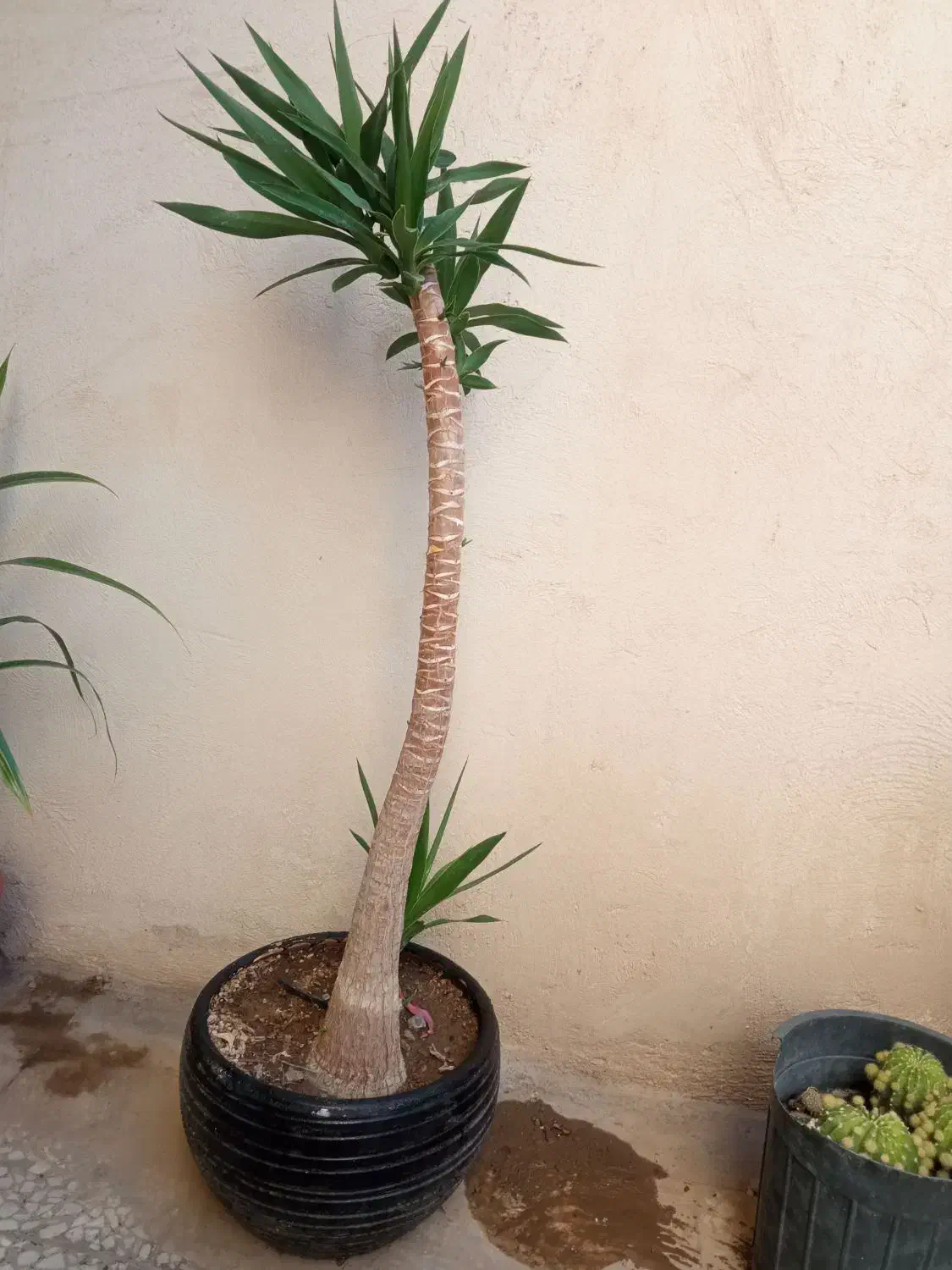 گل یوکا تنه دار|گل و گیاه طبیعی|باغستان, |دیوار