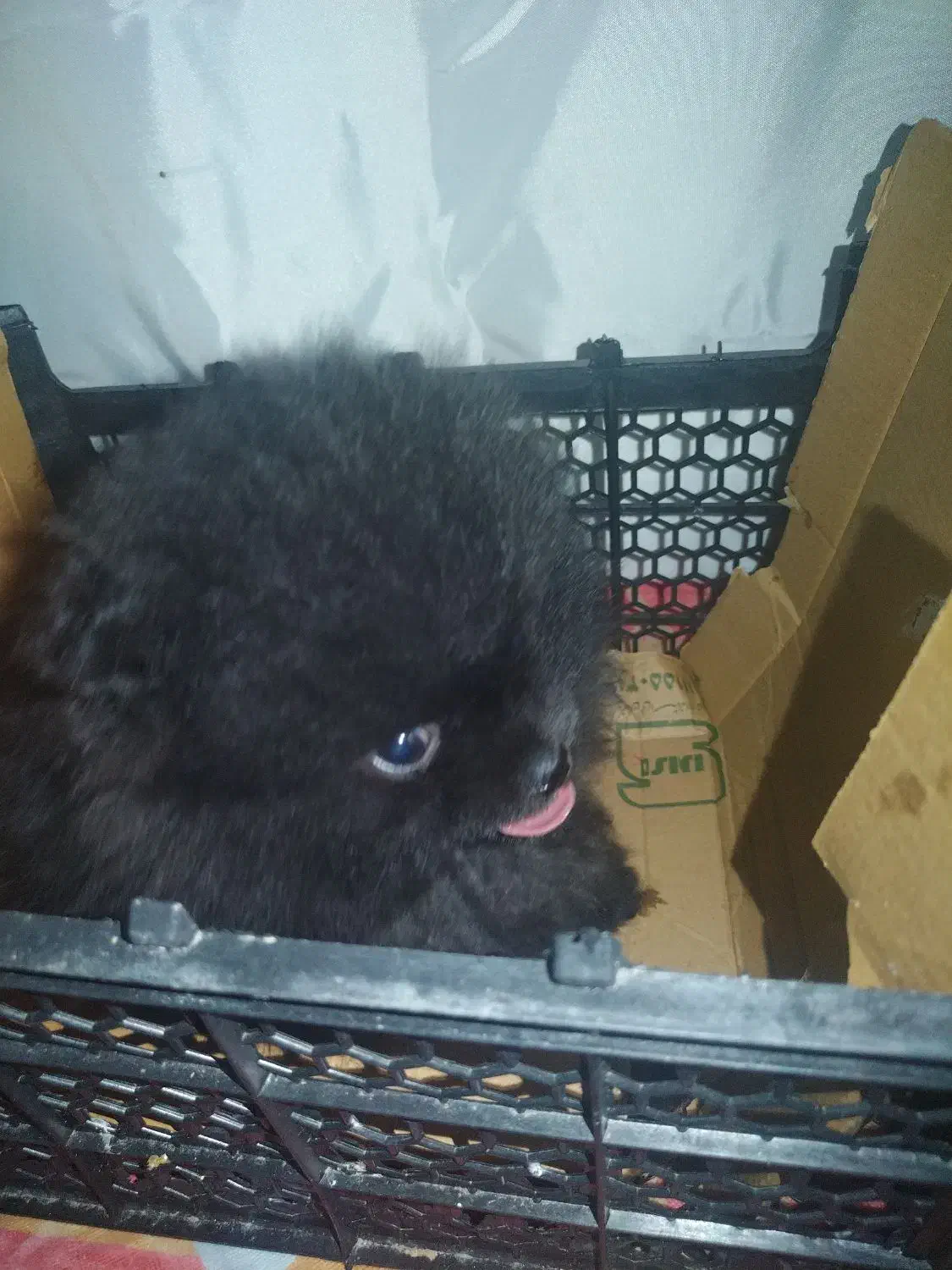 پامر خرسی|سگ|بناب, |دیوار