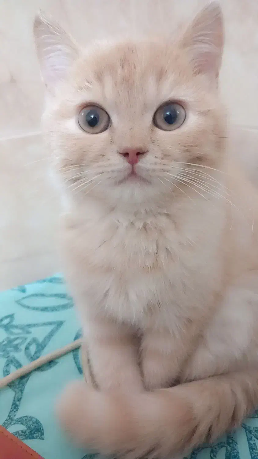 گربه|گربه|یزد, |دیوار