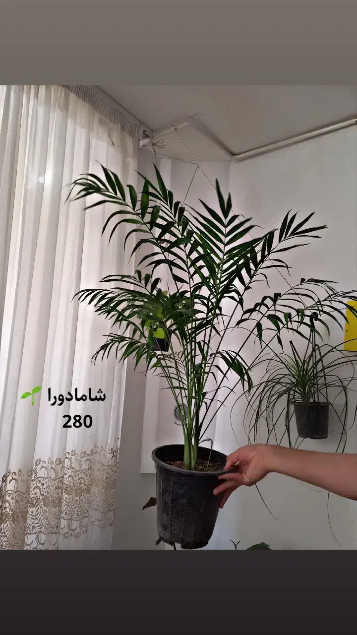 حراج واقعی گل و گیاه به علت کمبود جا|گل و گیاه طبیعی|قائن, |دیوار