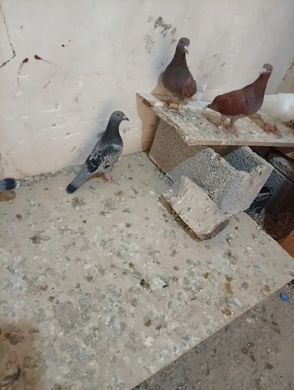 پرنده|پرنده|سراوان, |دیوار