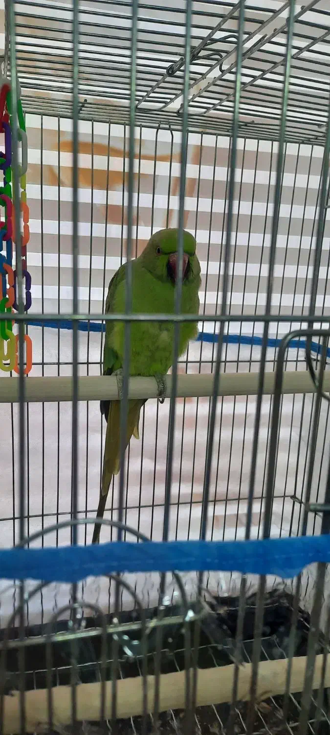 طوطی ملنگو ماده یک ساله|پرنده|رباط‌کریم, انجم آباد|دیوار