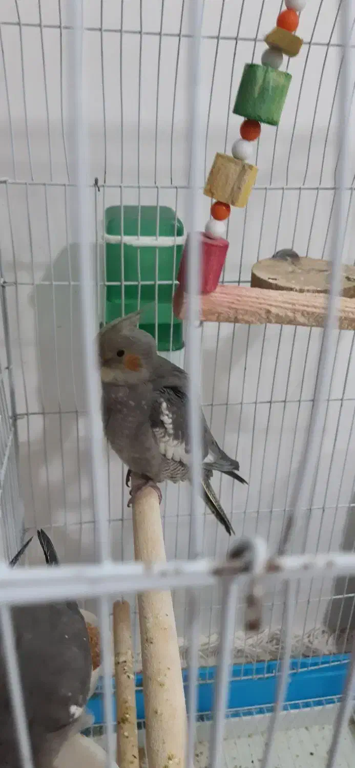 تعدادی عروس هلندی|پرنده|الیگودرز, |دیوار