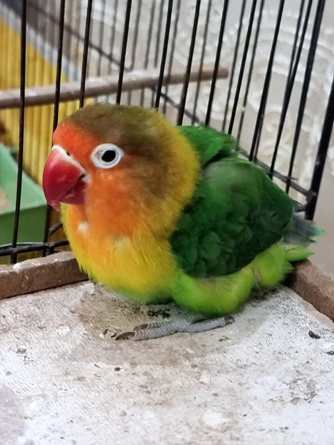 یک جفت طوطی برزیلی|پرنده|قم, شاه سید علی|دیوار