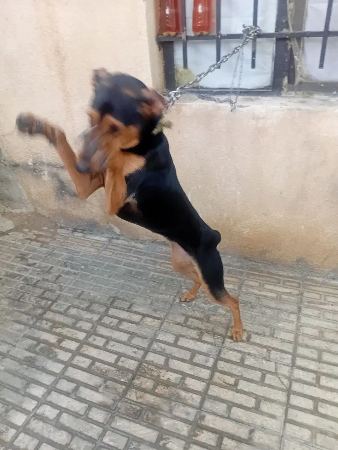 سگ دوبرمن|سگ|کرمانشاه, |دیوار