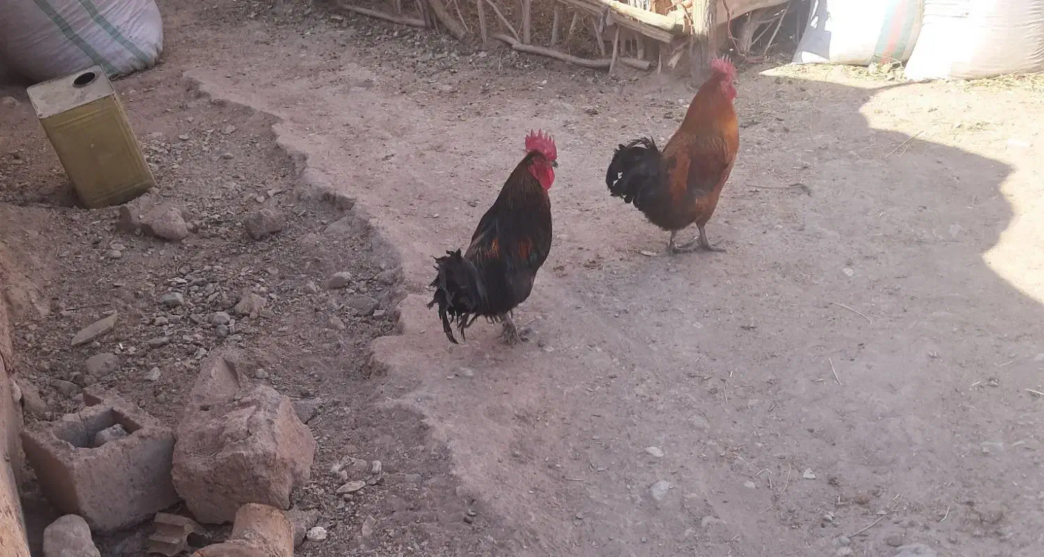 خروس محلی|حیوانات مزرعه|بردسیر, |دیوار