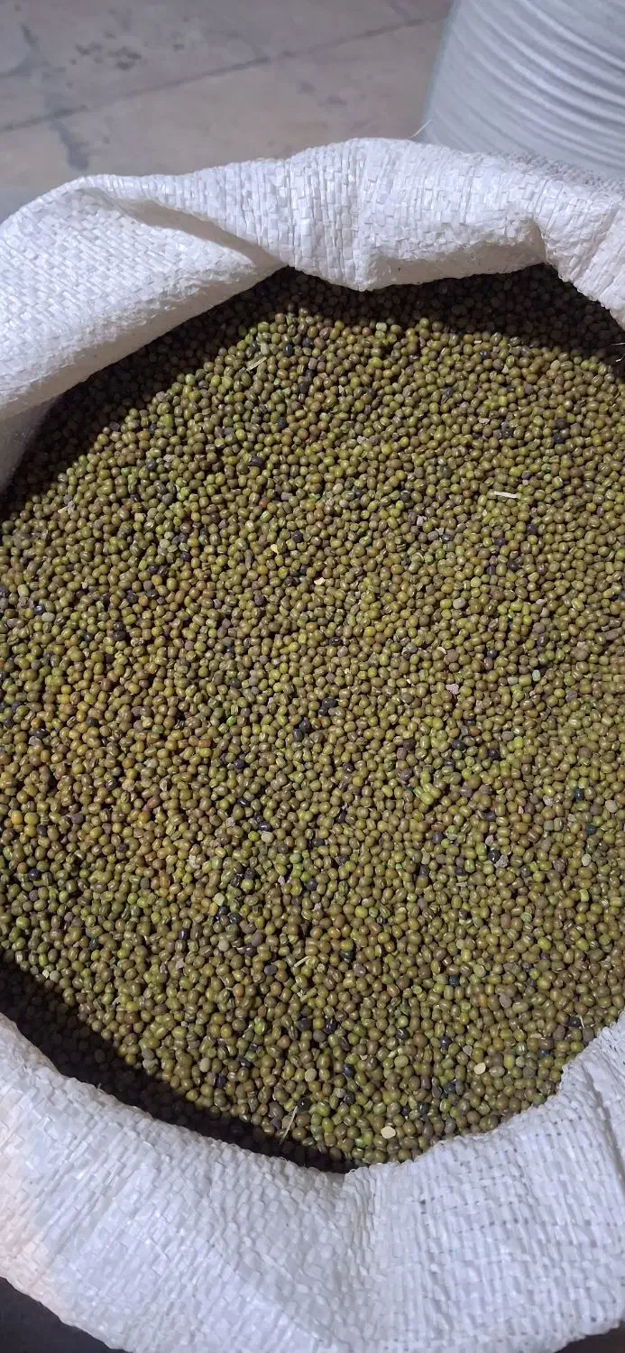 ماشک امسال باشت|عمده‌فروشی|بوستان, |دیوار