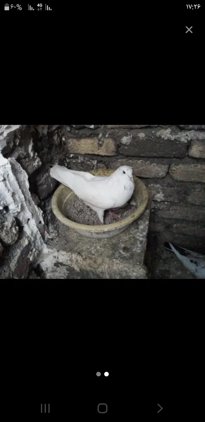 نر مست|پرنده|اسلام‌‌آباد غرب, |دیوار