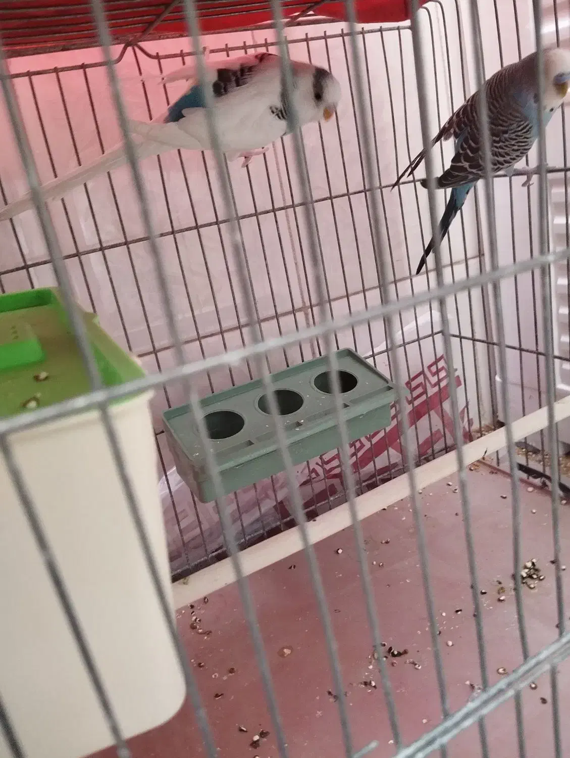 مرغ عشق|پرنده|شهرضا, |دیوار