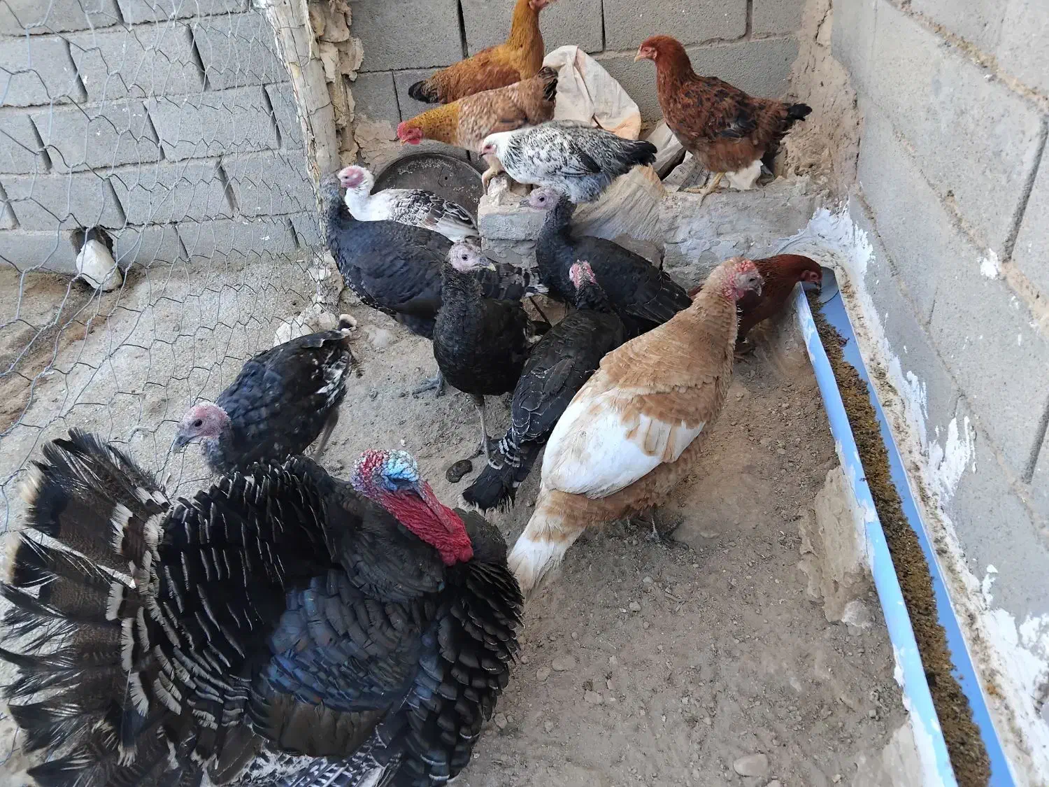 بوقلمون|حیوانات مزرعه|شیروان (خراسان), |دیوار