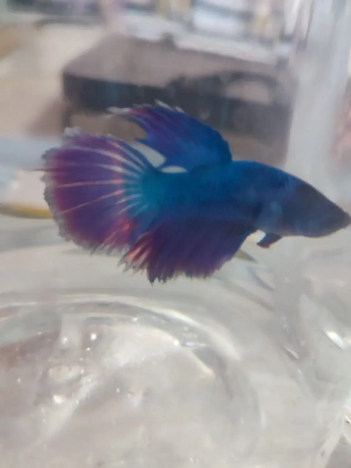 ماهی فایتر|ماهی|جم, |دیوار