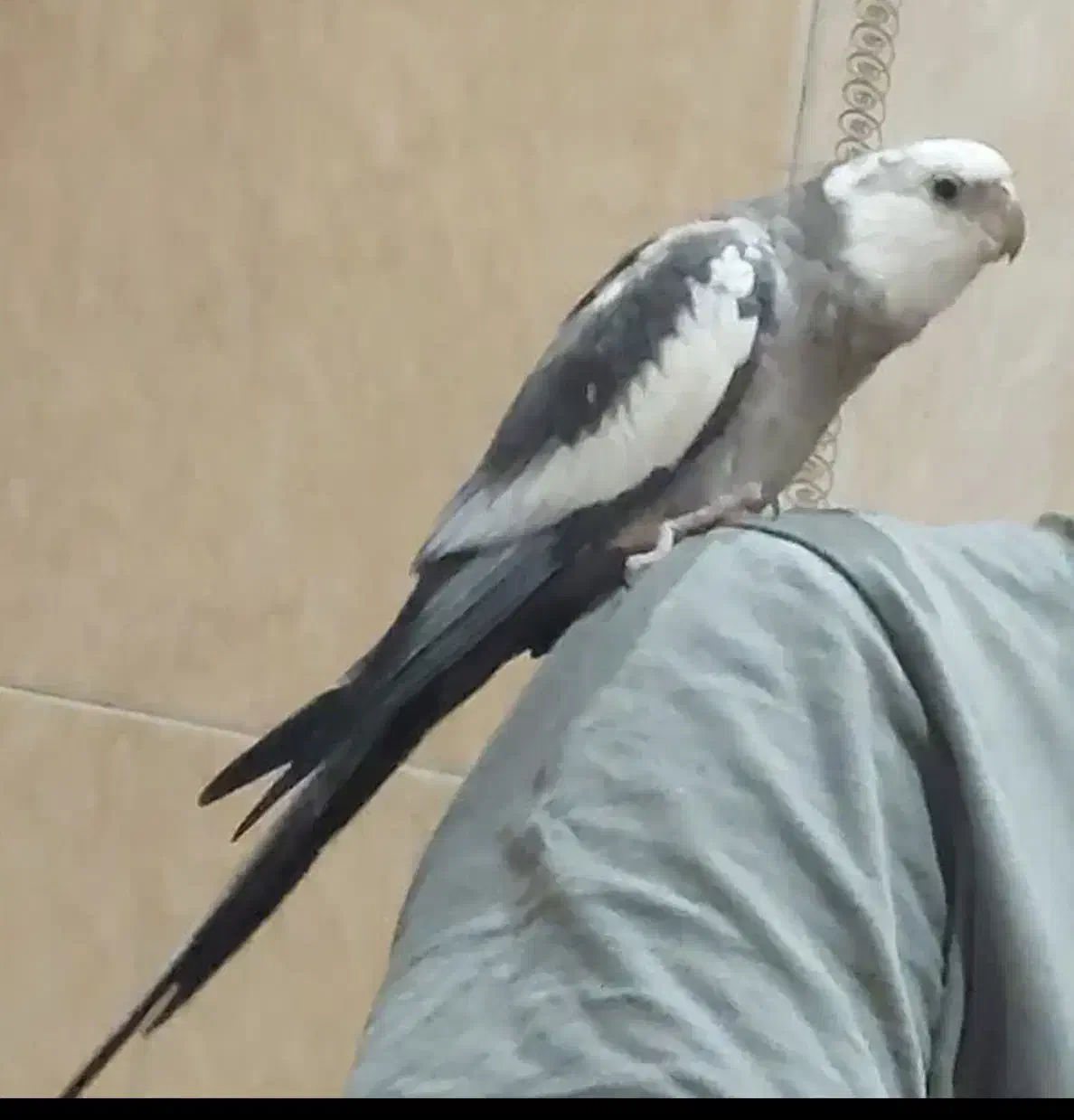 عروس هلندی گمشده|حیوانات|تهران, شمشیری|دیوار