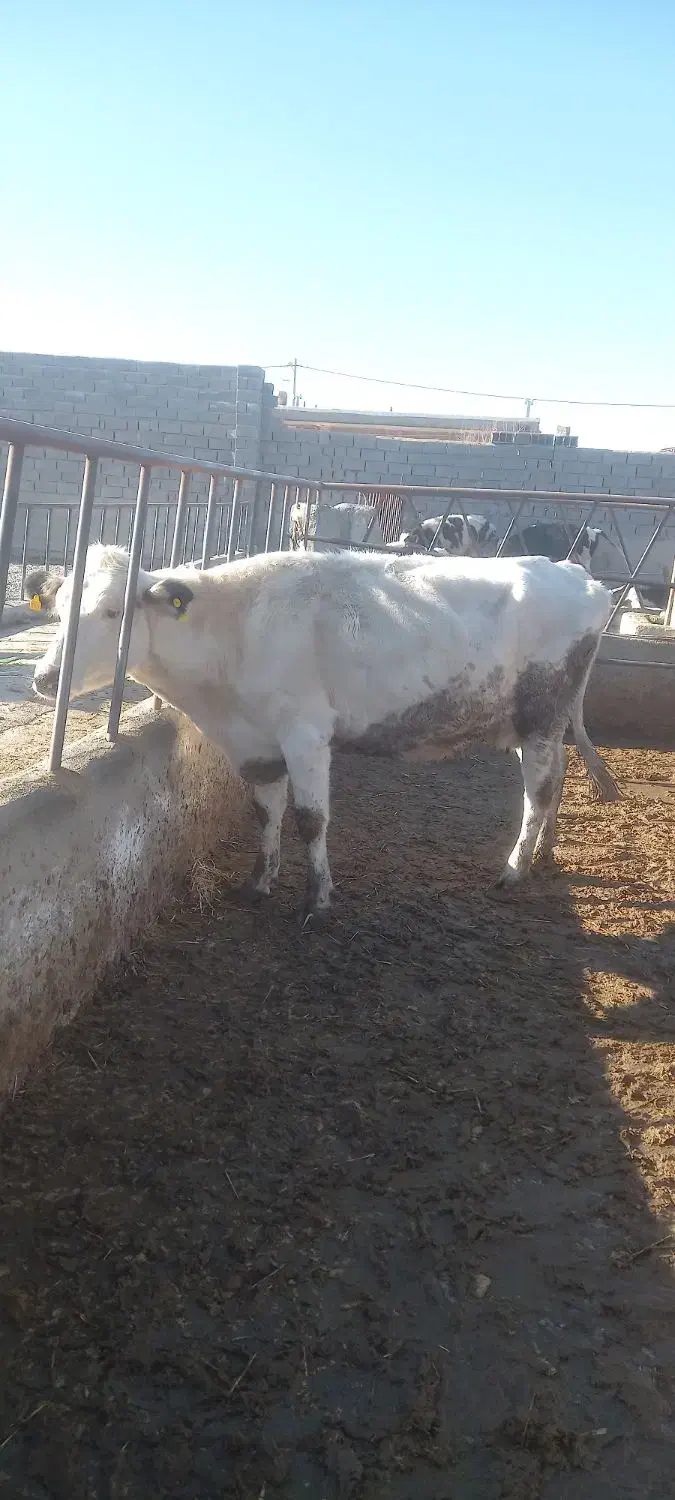 یک راس گاو اول شکم|حیوانات مزرعه|شیروان (خراسان), |دیوار