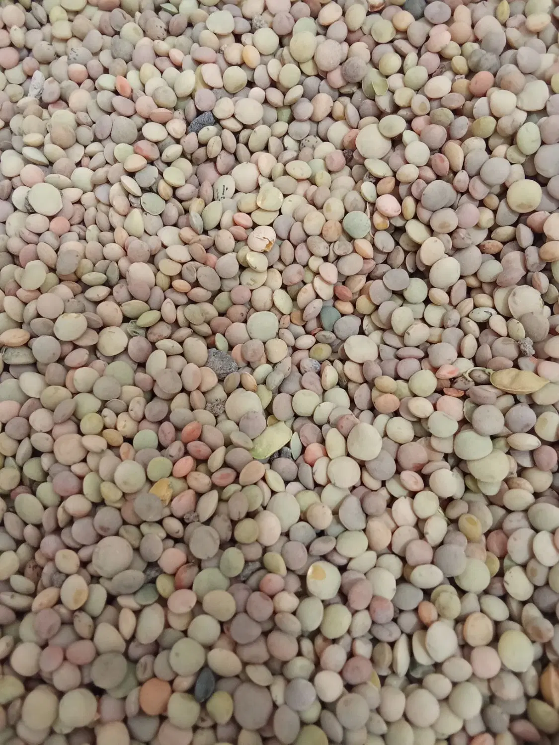 عدس|خوردنی و آشامیدنی|خلخال, |دیوار