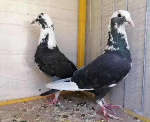 کفتر رنگه|پرنده|قائن, |دیوار