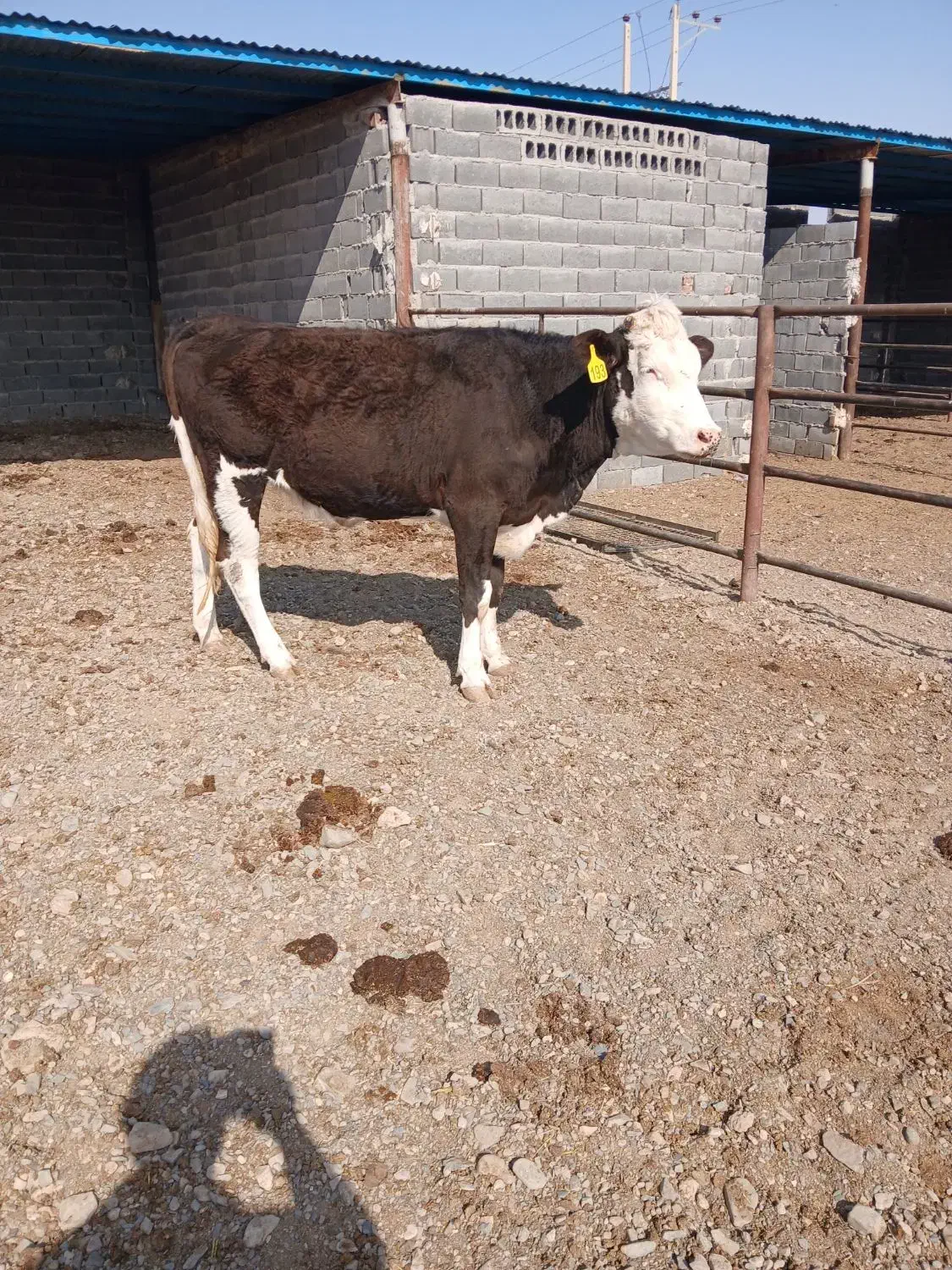 گاوتلیسه|حیوانات مزرعه|تربت جام, میان جام|دیوار