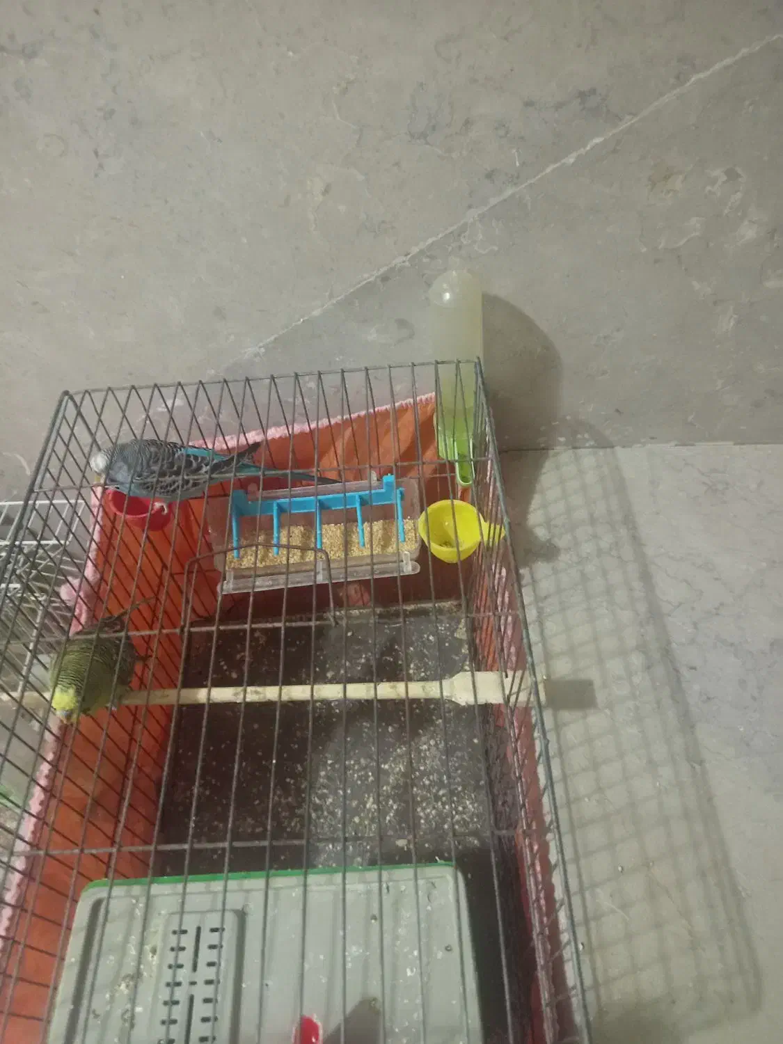 مرغ عشق|پرنده|دماوند, گیلاوند|دیوار