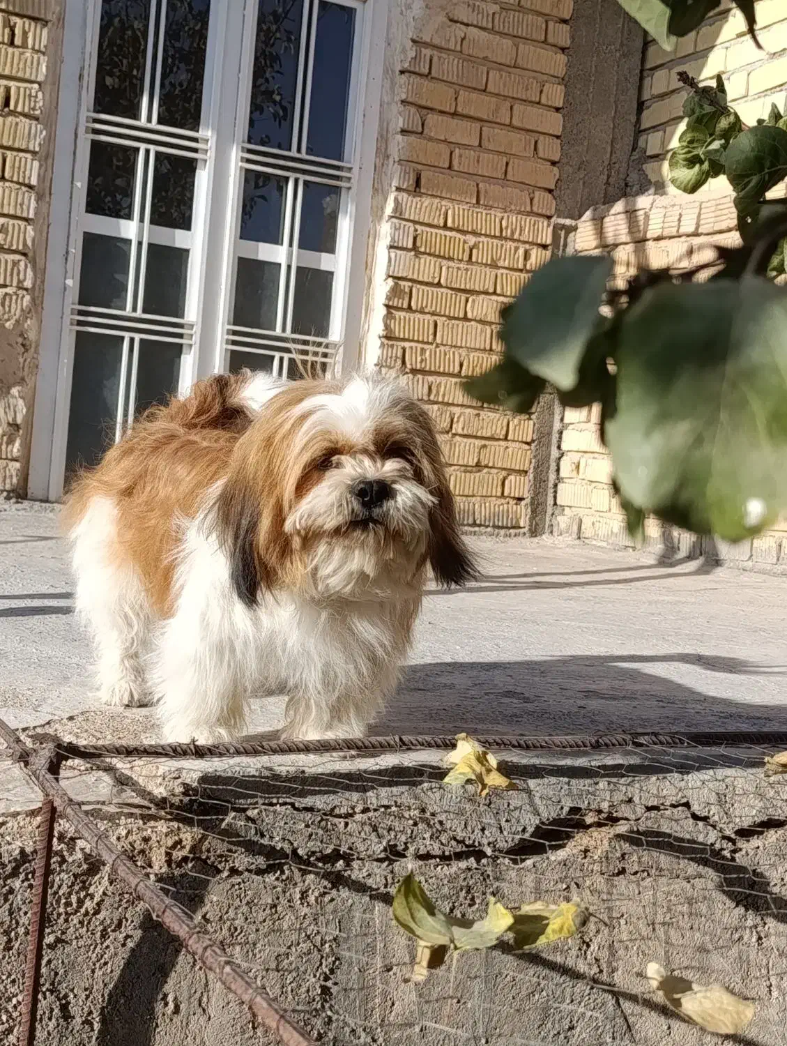 واگذاری سگ شیتزو|سگ|مرودشت, استادیوم‎|دیوار