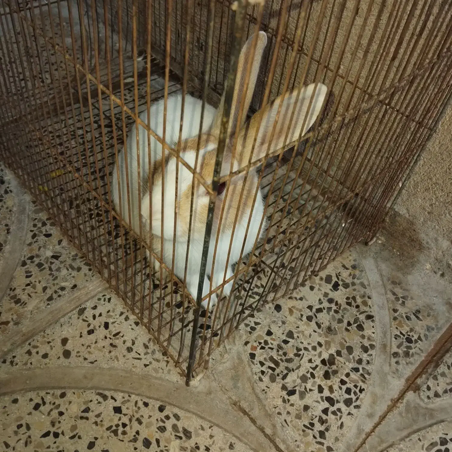 خرگوش|موش و خرگوش|ایلام, |دیوار