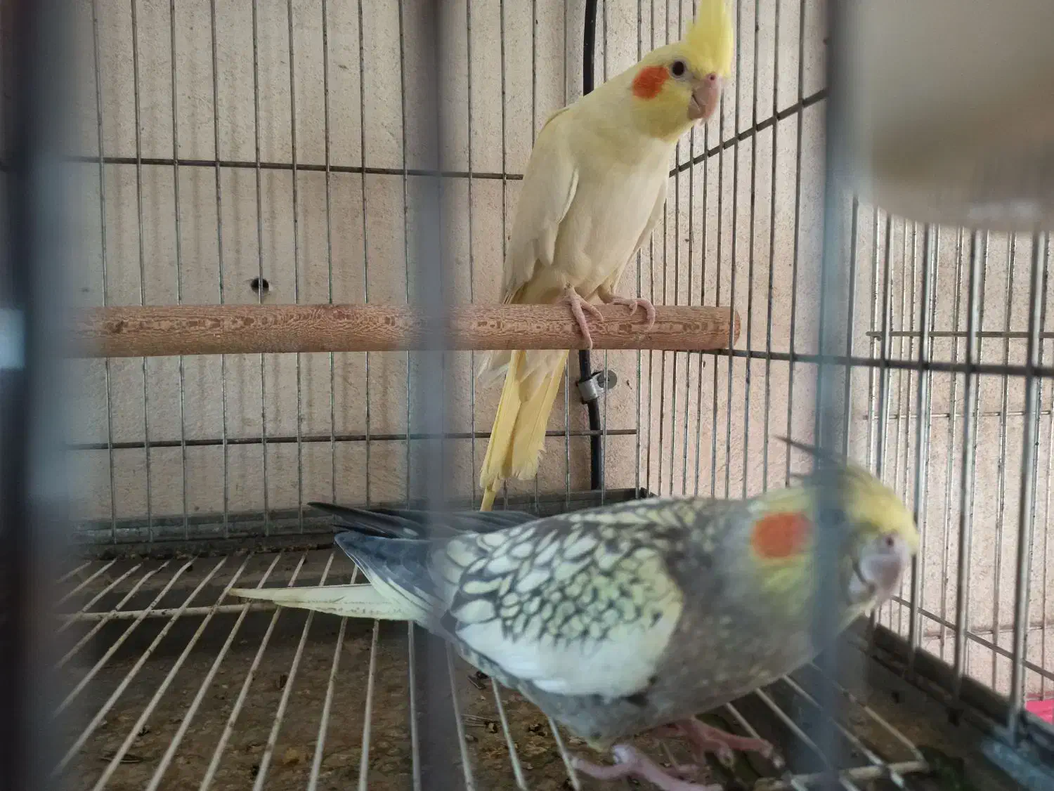 جفت عروس هلندی|پرنده|برازجان, |دیوار