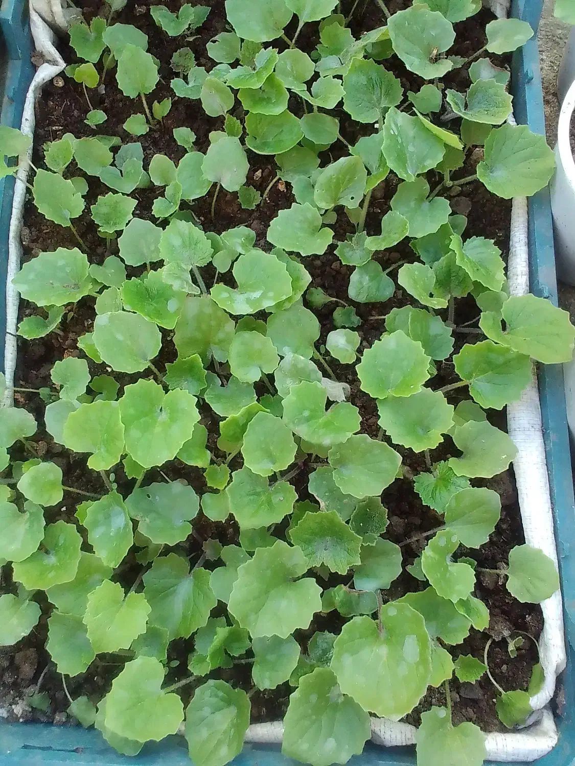 گل سینره و ... به فروش میرسد|گل و گیاه طبیعی|تالش, هشتپر|دیوار