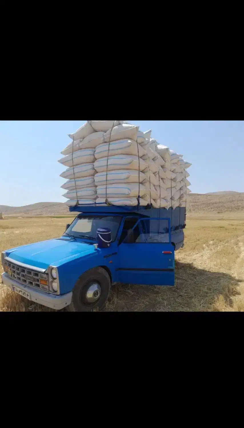 کاه گندم لوکس سر خوشه دیم گونی شده درجه یک همدان|حیوانات مزرعه|اصفهان, جلالیه|دیوار