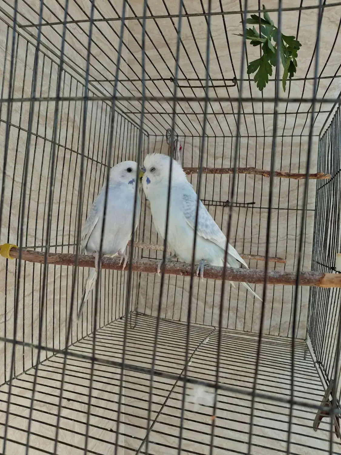 مرغ عشق|پرنده|مرودشت, رامجرد یک|دیوار