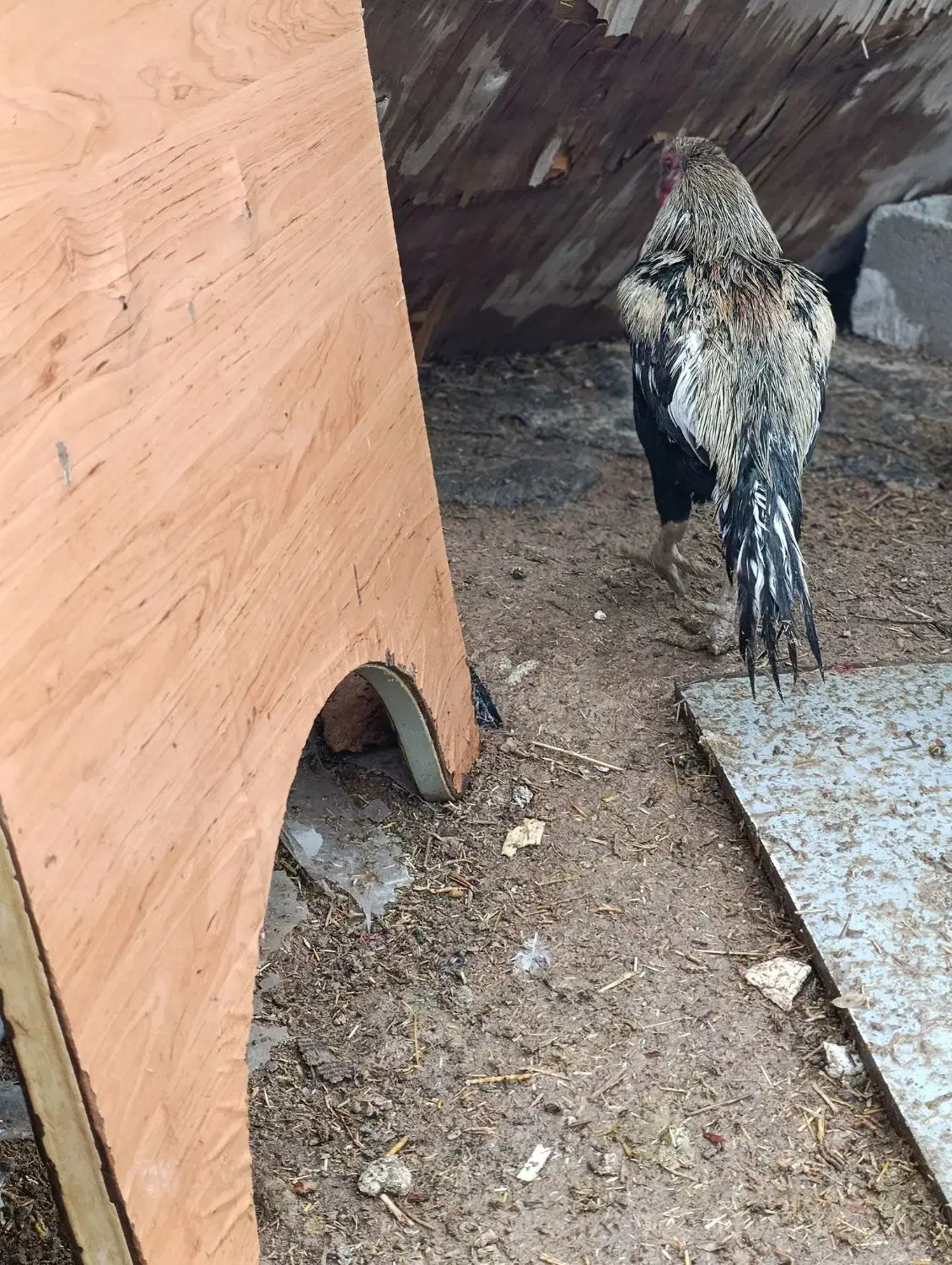 مرغ، خروس و جوجه خروس محلی شب یلدا|حیوانات مزرعه|شیراز, شهرک قمشه|دیوار