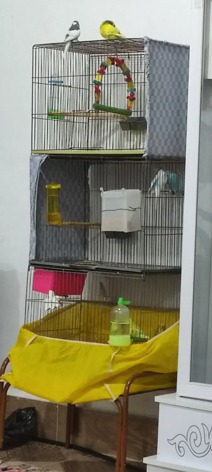 مرغ عشق|پرنده|اقبالیه, |دیوار