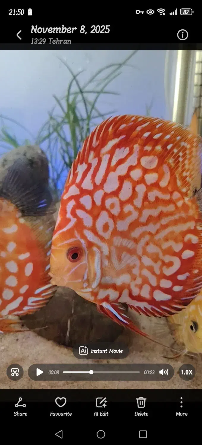 دیسکس|ماهی|تهران, حبیب الله|دیوار