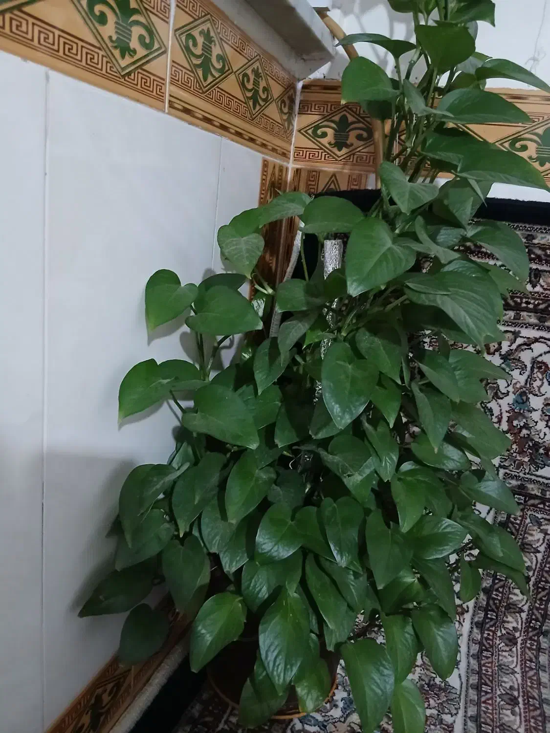 گل پتوس|گل و گیاه طبیعی|بروجرد, |دیوار