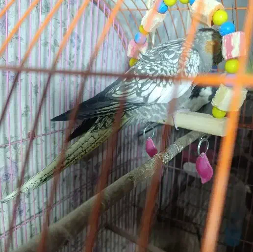 جفت عروس هلندی|پرنده|شاهین دژ, |دیوار