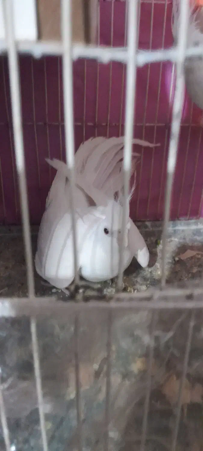 عروس هلندی|پرنده|قوچان, |دیوار